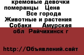 кремовые девочки померанцы › Цена ­ 30 000 - Все города Животные и растения » Собаки   . Амурская обл.,Райчихинск г.